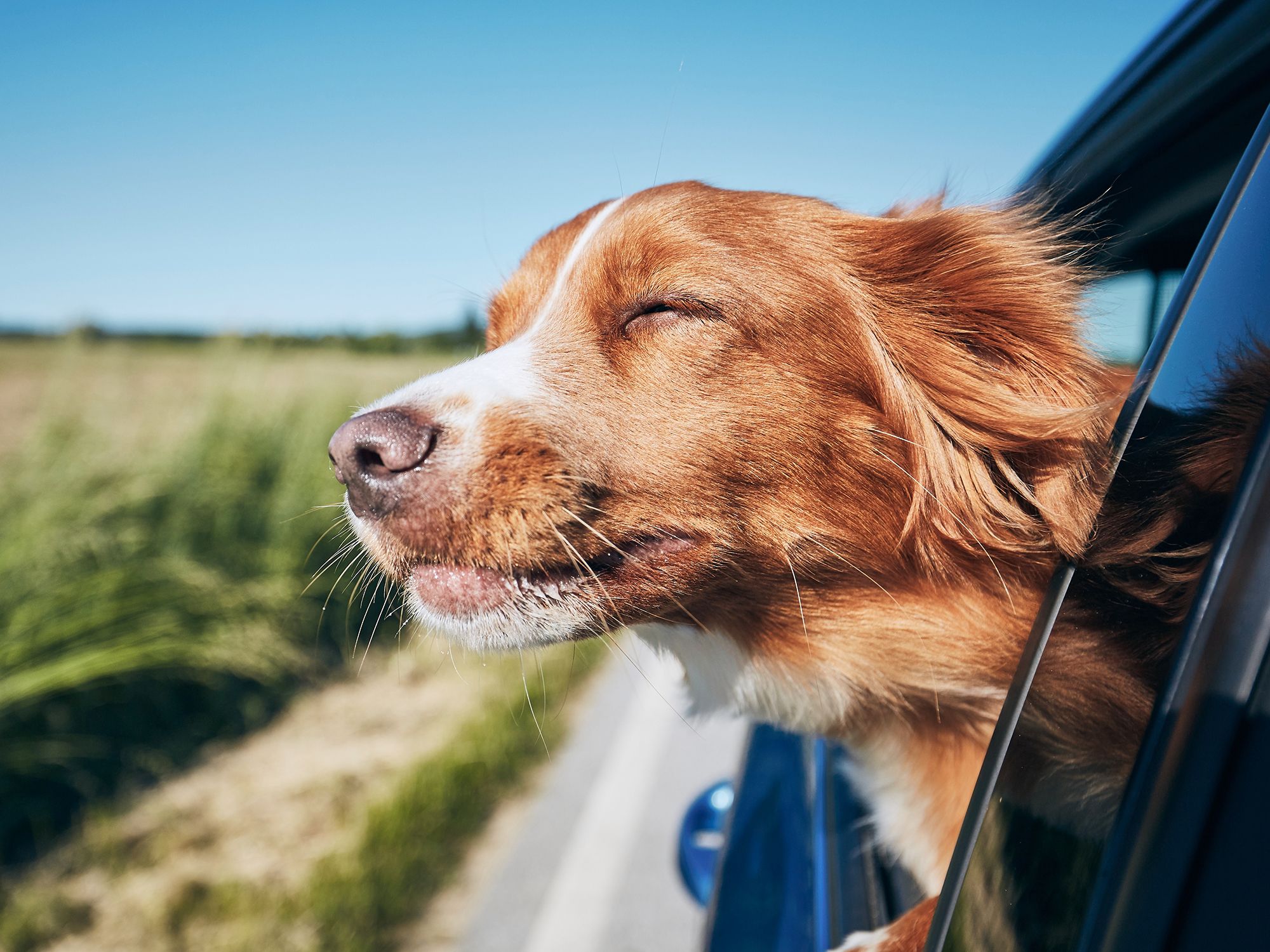 Does driving with an unrestrained dog affect car insurance?